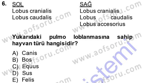 Temel Veteriner Anatomi Dersi 2013 - 2014 Yılı (Final) Dönem Sonu Sınavı 6. Soru