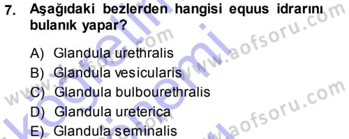 Temel Veteriner Anatomi Dersi 2013 - 2014 Yılı (Final) Dönem Sonu Sınav Soruları 7. Soru