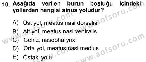 Temel Veteriner Anatomi Dersi 2013 - 2014 Yılı Tek Ders Sınav Soruları 10. Soru