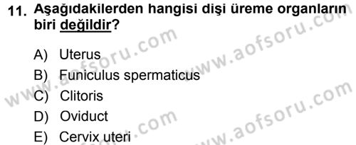 Temel Veteriner Anatomi Dersi 2013 - 2014 Yılı Tek Ders Sınav Soruları 11. Soru