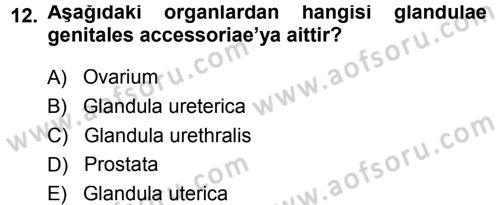 Temel Veteriner Anatomi Dersi 2013 - 2014 Yılı Tek Ders Sınavı 12. Soru