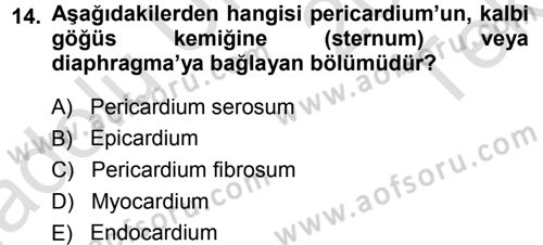 Temel Veteriner Anatomi Dersi 2013 - 2014 Yılı Tek Ders Sınav Soruları 14. Soru