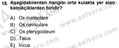 Temel Veteriner Anatomi Dersi 2013 - 2014 Yılı Tek Ders Sınav Soruları 18. Soru