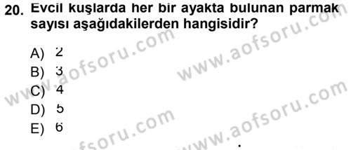 Temel Veteriner Anatomi Dersi 2013 - 2014 Yılı Tek Ders Sınav Soruları 20. Soru