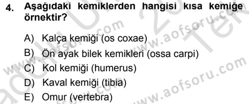 Temel Veteriner Anatomi Dersi 2013 - 2014 Yılı Tek Ders Sınav Soruları 4. Soru