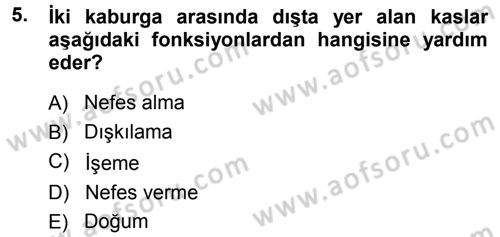 Temel Veteriner Anatomi Dersi 2013 - 2014 Yılı Tek Ders Sınav Soruları 5. Soru