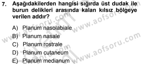 Temel Veteriner Anatomi Dersi 2013 - 2014 Yılı Tek Ders Sınav Soruları 7. Soru