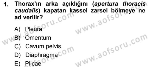 Temel Veteriner Anatomi Dersi Ara Sınavı Deneme Sınav Soruları 1. Soru