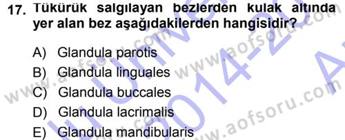 Temel Veteriner Anatomi Dersi Ara Sınavı Deneme Sınav Soruları 17. Soru