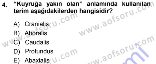 Temel Veteriner Anatomi Dersi Ara Sınavı Deneme Sınav Soruları 4. Soru