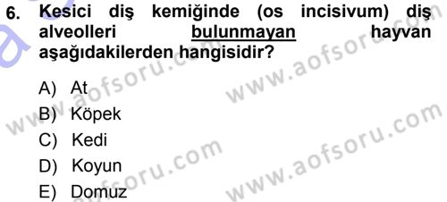 Temel Veteriner Anatomi Dersi Ara Sınavı Deneme Sınav Soruları 6. Soru