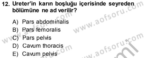 Temel Veteriner Anatomi Dersi 2014 - 2015 Yılı (Final) Dönem Sonu Sınav Soruları 12. Soru