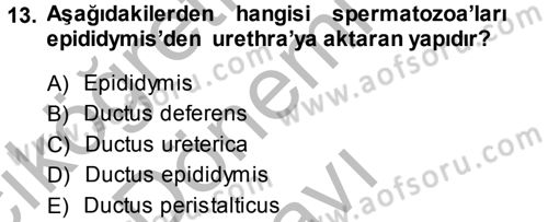 Temel Veteriner Anatomi Dersi 2014 - 2015 Yılı (Final) Dönem Sonu Sınav Soruları 13. Soru
