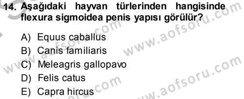 Temel Veteriner Anatomi Dersi 2014 - 2015 Yılı (Final) Dönem Sonu Sınav Soruları 14. Soru