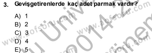 Temel Veteriner Anatomi Dersi 2014 - 2015 Yılı (Final) Dönem Sonu Sınav Soruları 3. Soru