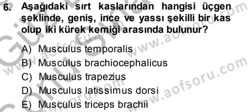 Temel Veteriner Anatomi Dersi 2014 - 2015 Yılı (Final) Dönem Sonu Sınav Soruları 6. Soru
