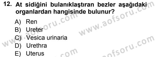 Temel Veteriner Anatomi Dersi 2014 - 2015 Yılı Tek Ders Sınav Soruları 12. Soru