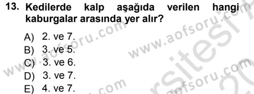 Temel Veteriner Anatomi Dersi 2014 - 2015 Yılı Tek Ders Sınav Soruları 13. Soru