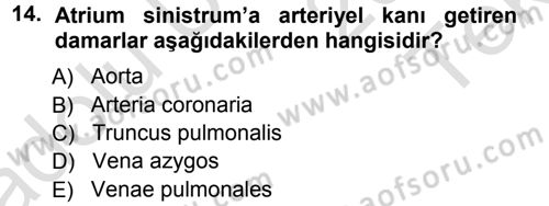 Temel Veteriner Anatomi Dersi 2014 - 2015 Yılı Tek Ders Sınav Soruları 14. Soru
