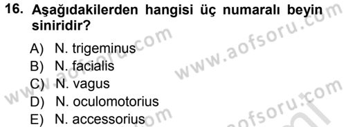 Temel Veteriner Anatomi Dersi 2014 - 2015 Yılı Tek Ders Sınav Soruları 16. Soru