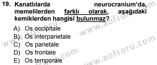 Temel Veteriner Anatomi Dersi 2014 - 2015 Yılı Tek Ders Sınavı 19. Soru