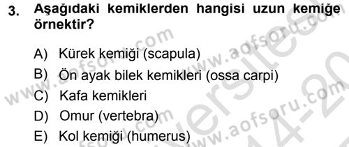 Temel Veteriner Anatomi Dersi 2014 - 2015 Yılı Tek Ders Sınav Soruları 3. Soru