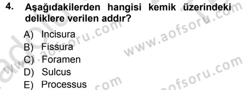 Temel Veteriner Anatomi Dersi 2014 - 2015 Yılı Tek Ders Sınav Soruları 4. Soru
