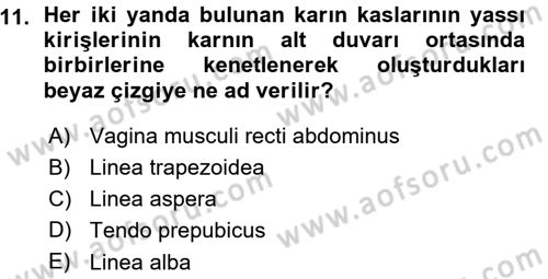 Temel Veteriner Anatomi Dersi 2015 - 2016 Yılı (Vize) Ara Sınavı 11. Soru