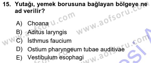 Temel Veteriner Anatomi Dersi Ara Sınavı Deneme Sınav Soruları 15. Soru