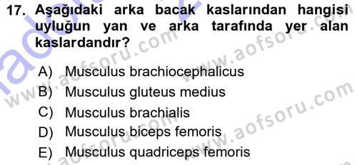 Temel Veteriner Anatomi Dersi Ara Sınavı Deneme Sınav Soruları 17. Soru