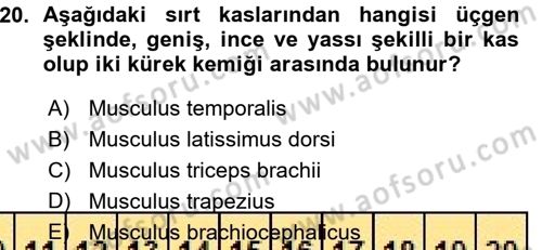 Temel Veteriner Anatomi Dersi 2015 - 2016 Yılı (Vize) Ara Sınav Soruları 20. Soru