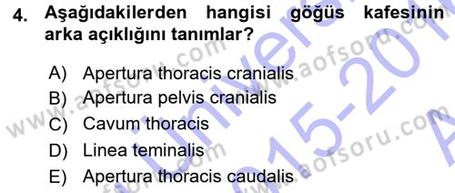 Temel Veteriner Anatomi Dersi Ara Sınavı Deneme Sınav Soruları 4. Soru