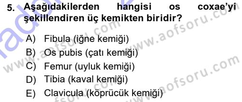 Temel Veteriner Anatomi Dersi 2015 - 2016 Yılı (Vize) Ara Sınav Soruları 5. Soru