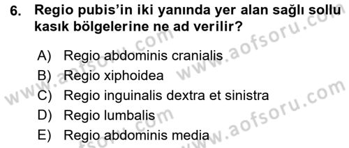 Temel Veteriner Anatomi Dersi 2015 - 2016 Yılı (Vize) Ara Sınavı 6. Soru