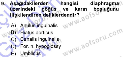 Temel Veteriner Anatomi Dersi Ara Sınavı Deneme Sınav Soruları 9. Soru
