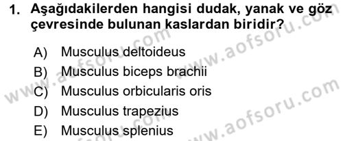 Temel Veteriner Anatomi Dersi 2015 - 2016 Yılı (Final) Dönem Sonu Sınav Soruları 1. Soru