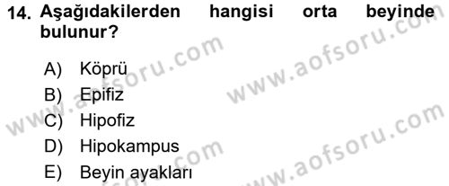 Temel Veteriner Anatomi Dersi 2015 - 2016 Yılı (Final) Dönem Sonu Sınav Soruları 14. Soru