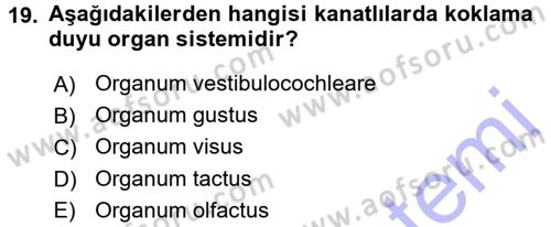 Temel Veteriner Anatomi Dersi 2015 - 2016 Yılı (Final) Dönem Sonu Sınavı 19. Soru