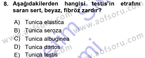 Temel Veteriner Anatomi Dersi 2015 - 2016 Yılı (Final) Dönem Sonu Sınavı 8. Soru