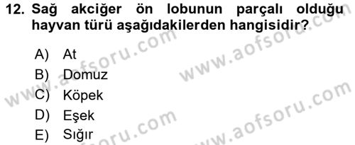 Temel Veteriner Anatomi Dersi 2015 - 2016 Yılı Tek Ders Sınavı 12. Soru