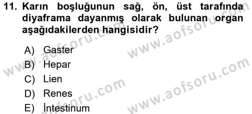 Temel Veteriner Anatomi Dersi Ara Sınavı Deneme Sınav Soruları 11. Soru