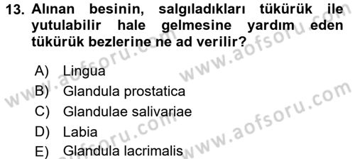 Temel Veteriner Anatomi Dersi 2016 - 2017 Yılı (Vize) Ara Sınavı 13. Soru