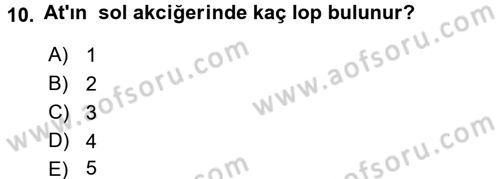 Temel Veteriner Anatomi Dersi 2016 - 2017 Yılı (Final) Dönem Sonu Sınav Soruları 10. Soru