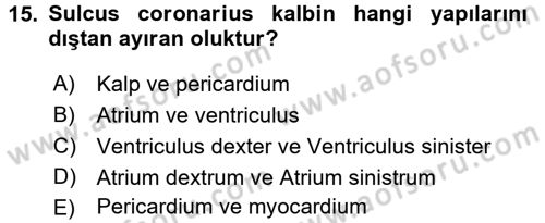 Temel Veteriner Anatomi Dersi 2016 - 2017 Yılı (Final) Dönem Sonu Sınavı 15. Soru