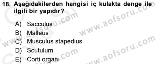Temel Veteriner Anatomi Dersi 2016 - 2017 Yılı (Final) Dönem Sonu Sınavı 18. Soru