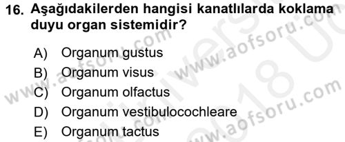 Temel Veteriner Anatomi Dersi 2017 - 2018 Yılı 3 Ders Sınav Soruları 16. Soru