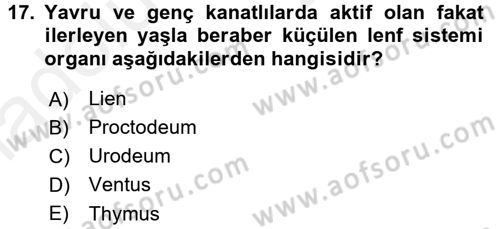 Temel Veteriner Anatomi Dersi 2017 - 2018 Yılı 3 Ders Sınav Soruları 17. Soru