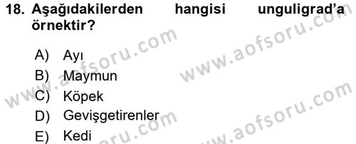 Temel Veteriner Anatomi Dersi 2017 - 2018 Yılı 3 Ders Sınav Soruları 18. Soru
