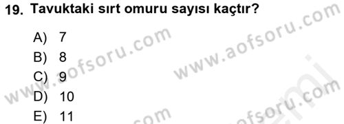 Temel Veteriner Anatomi Dersi 2017 - 2018 Yılı 3 Ders Sınav Soruları 19. Soru