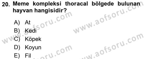 Temel Veteriner Anatomi Dersi 2017 - 2018 Yılı 3 Ders Sınavı 20. Soru